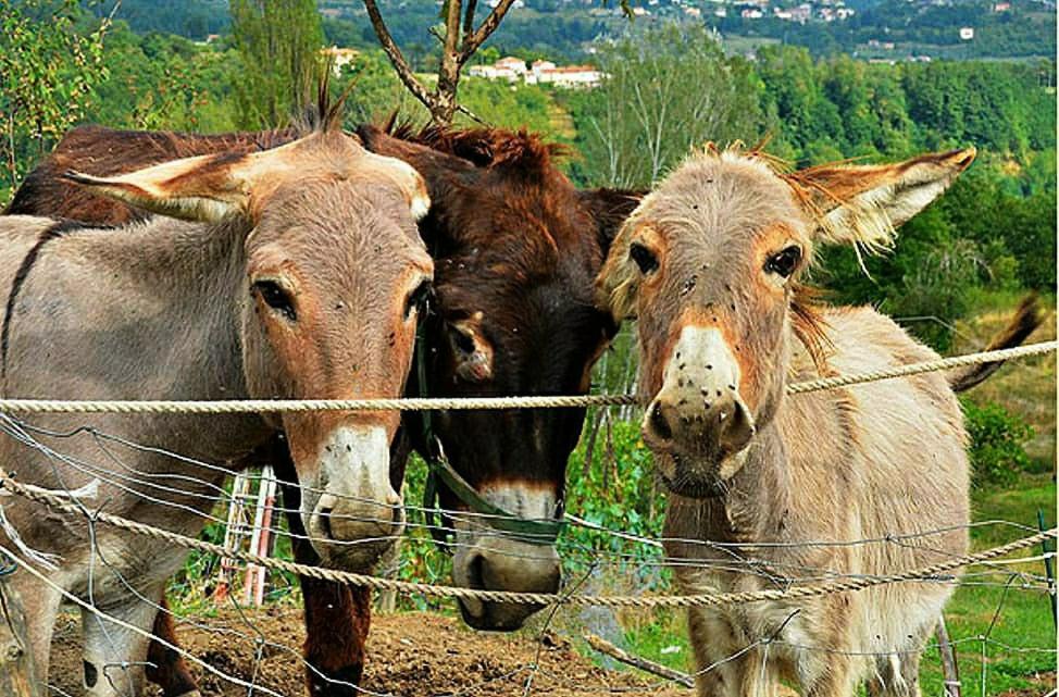 Agriturismo Paneolio Villa Collemandina エクステリア 写真