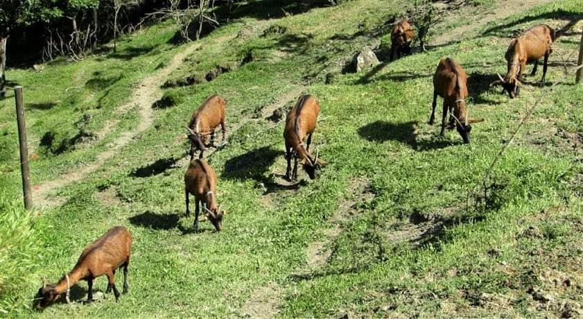 Agriturismo Paneolio Villa Collemandina エクステリア 写真