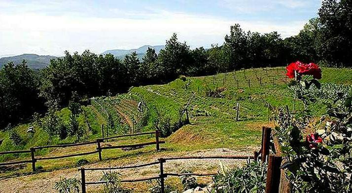 Agriturismo Paneolio Villa Collemandina エクステリア 写真