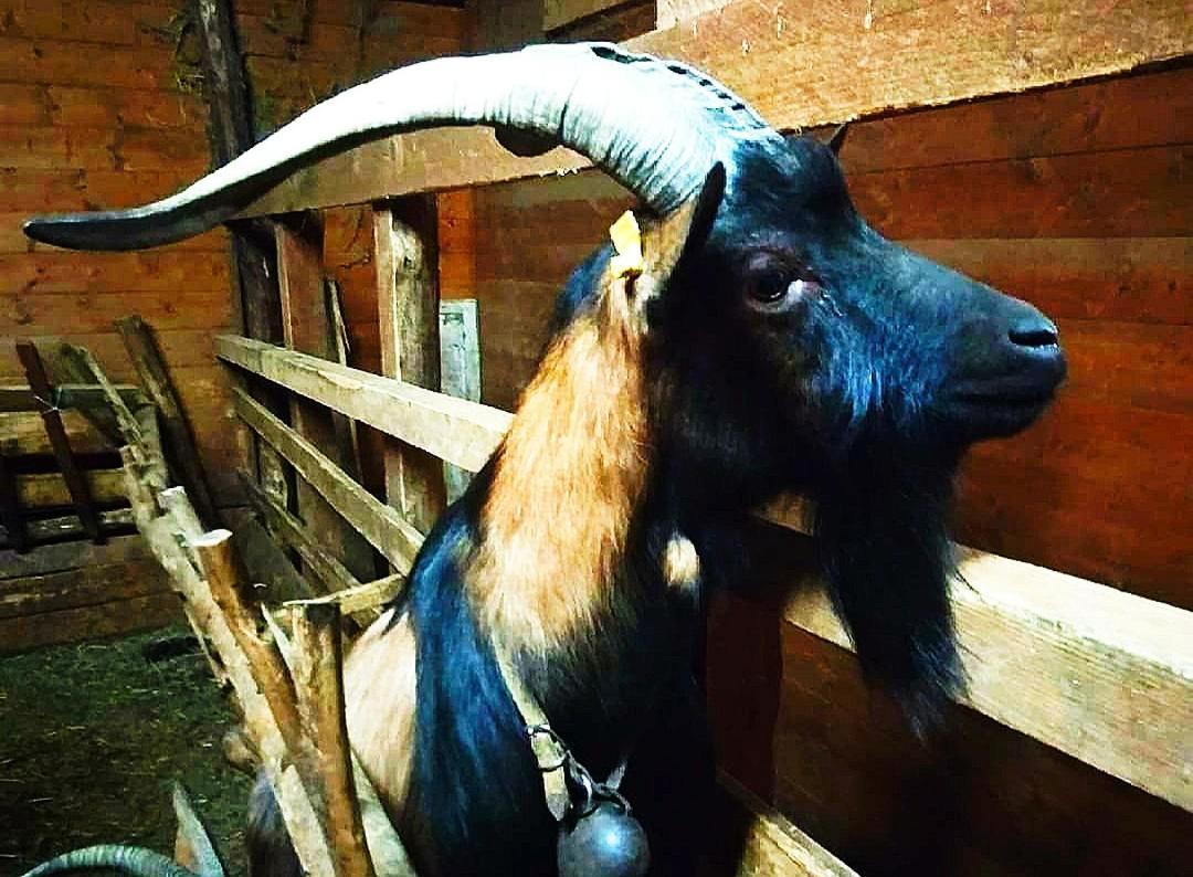 Agriturismo Paneolio Villa Collemandina エクステリア 写真
