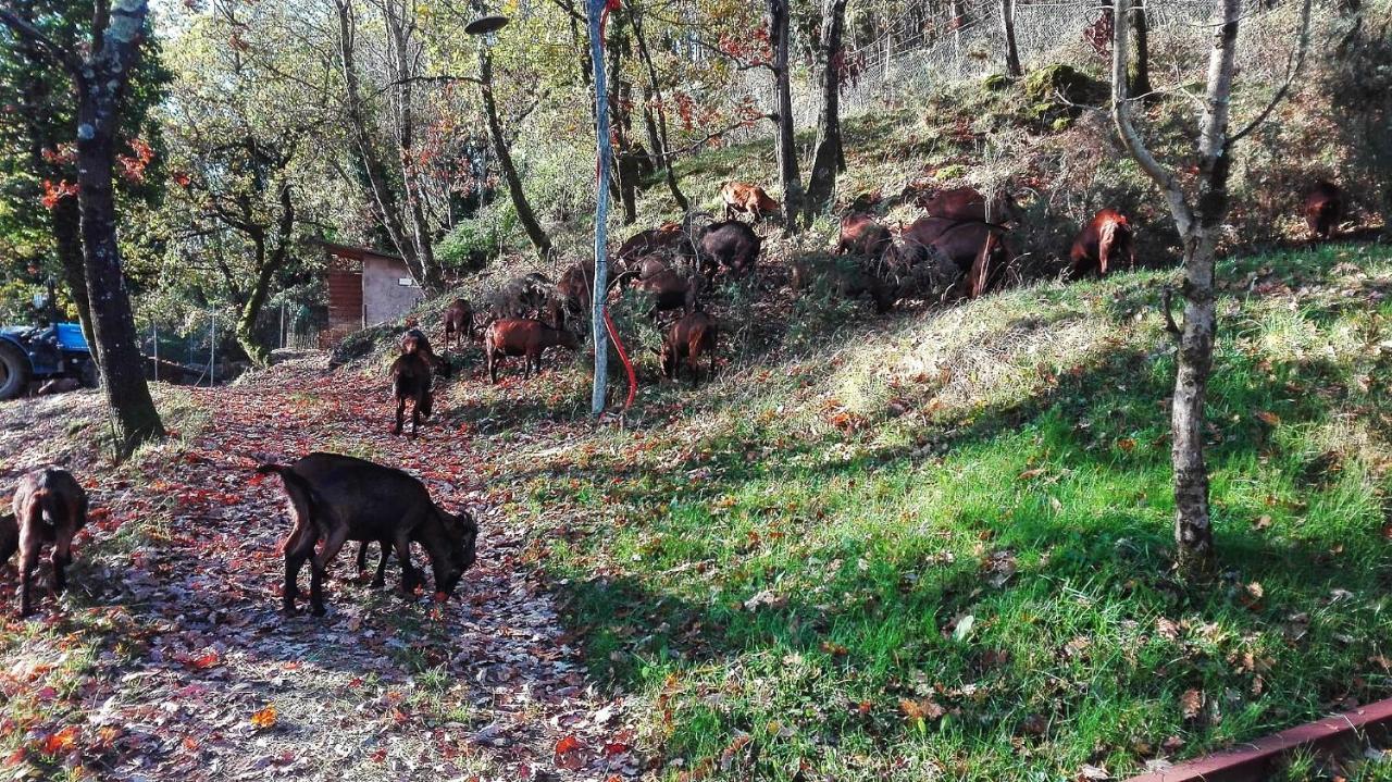 Agriturismo Paneolio Villa Collemandina エクステリア 写真